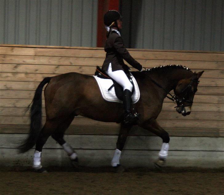 New Forest Feldholm's Primo<3 R.I.P billede 17