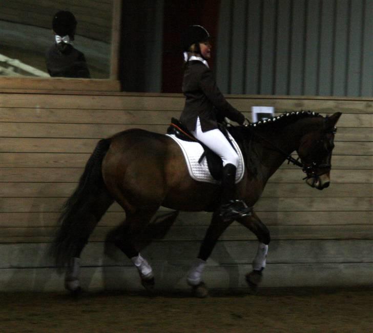 New Forest Feldholm's Primo<3 R.I.P - undskyld jeg sidder lidt dumt her... billede 18