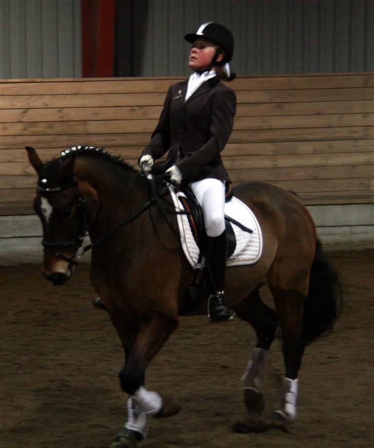 New Forest Feldholm's Primo<3 R.I.P - lige på vej ind i en parade (: billede 19