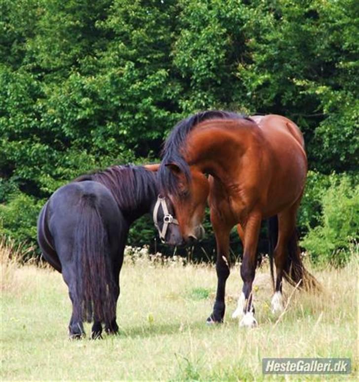 Welsh Pony af Cob-type (sec C) Aberlour Albin - sommer 08 billede 12