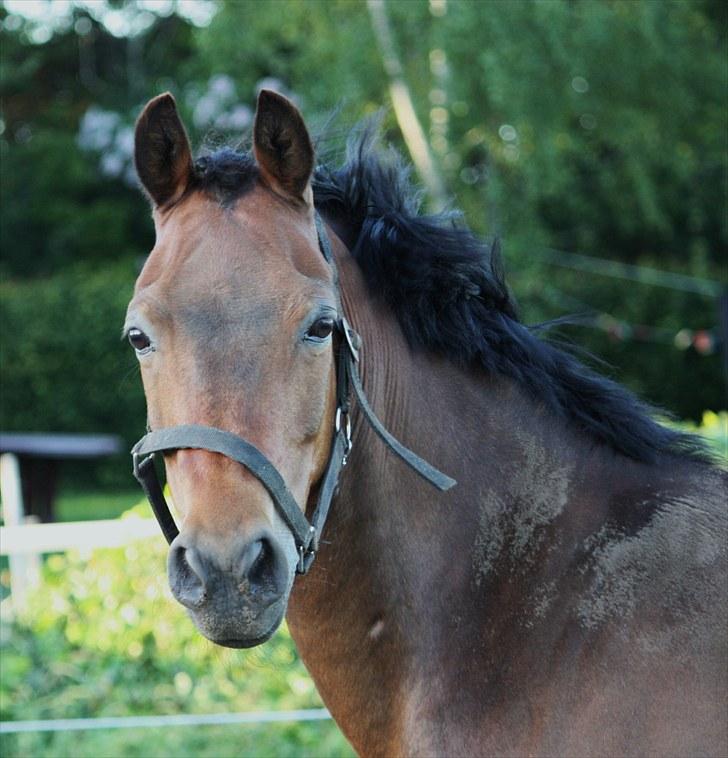 New Forest Otto - Beskidte skønhed <3 billede 1