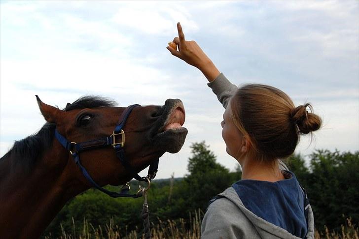 Anden særlig race Foxy Lady - overlejbe! billede 8