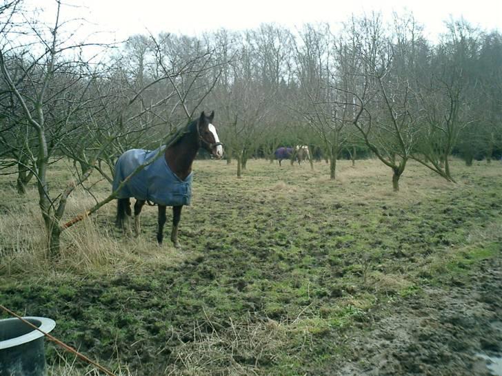 DSP Charleston *solgt* - Charleston på fold billede 5