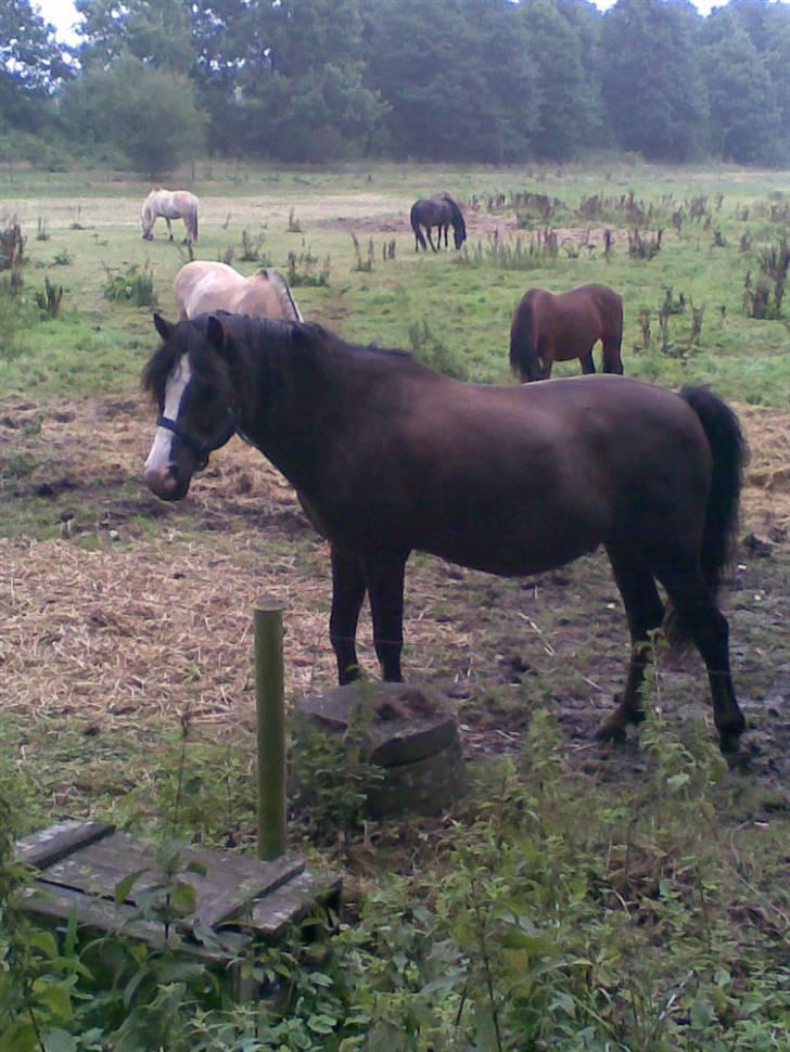 Anden særlig race Gilbert<3<3<3 hans erik's - tykke på sommer græs:D<3 billede 15