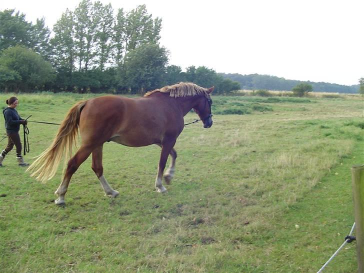 Frederiksborg Casanova *Tld. låne hest* billede 9