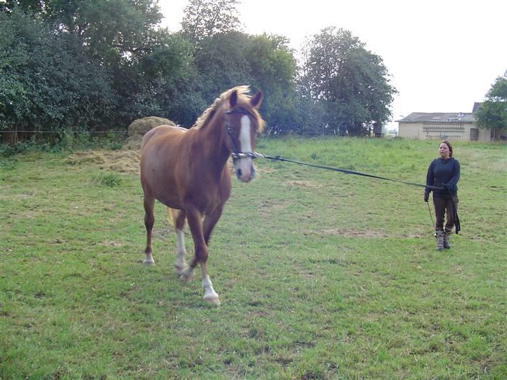 Frederiksborg Casanova *Tld. låne hest* billede 10