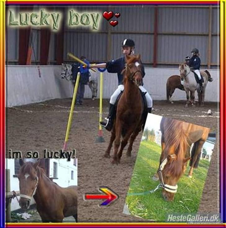 Anden særlig race Lucky Boy - Pony - Games <3 billede 2