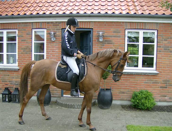 Tysk Sportspony Sina - SOLGT billede 1