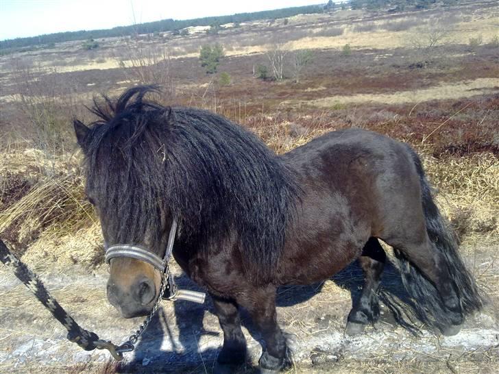 Shetlænder Ejstrups Akeno - Akeno på tur ved grene sande billede 3