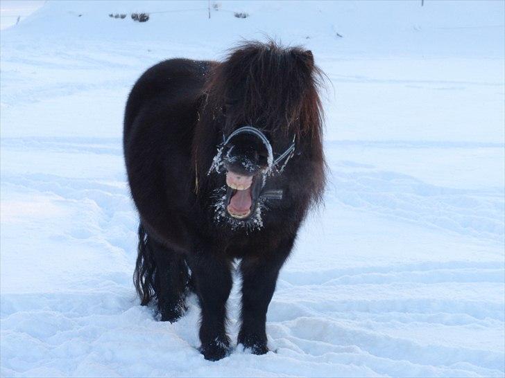 Shetlænder Ejstrups Akeno - GABBB billede 4
