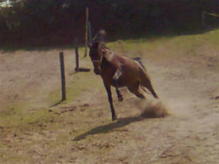 New Forest Beauty   *solgt* - nice billede :P billede 4