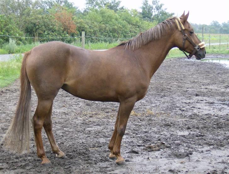 Tysk Sportspony Sina - SOLGT billede 3