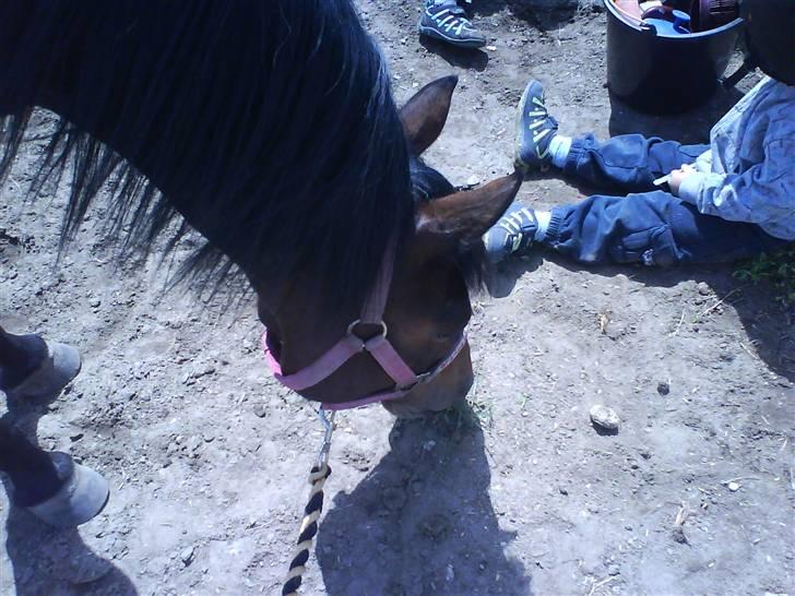 New Forest Beauty   *solgt* - men bror og beauty <3 billede 6