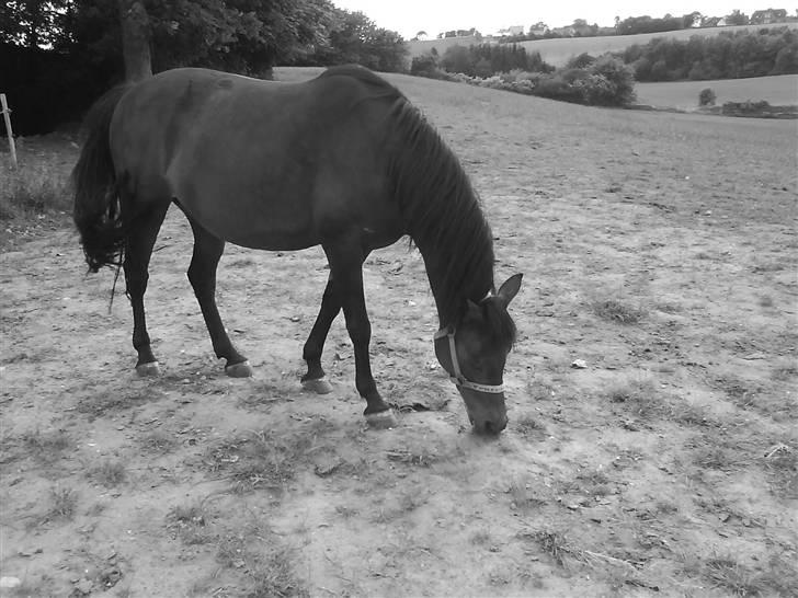 New Forest Beauty   *solgt* - " jeg elsker at æde" <3 billede 7