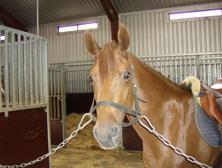 Tysk Sportspony Sina - SOLGT billede 4