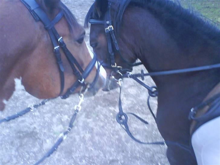 New Forest Beauty   *solgt* - channa og beauty, venskab for evigt.  billede 8