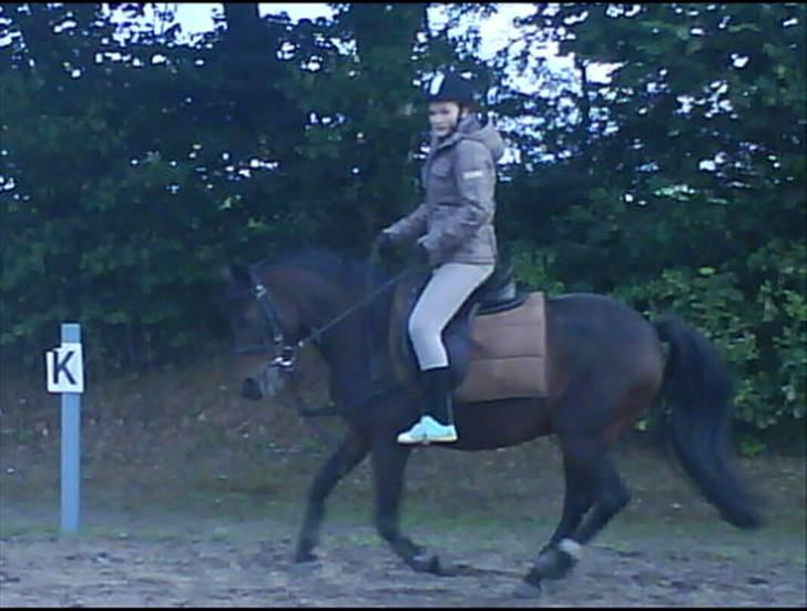 New Forest Beauty   *solgt* - mig der gallopere på min elskede <3 billede 9
