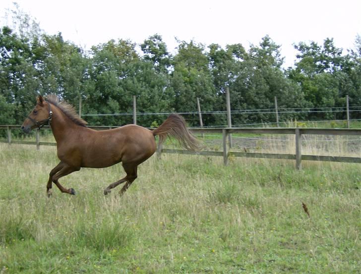 Tysk Sportspony Sina - SOLGT billede 5