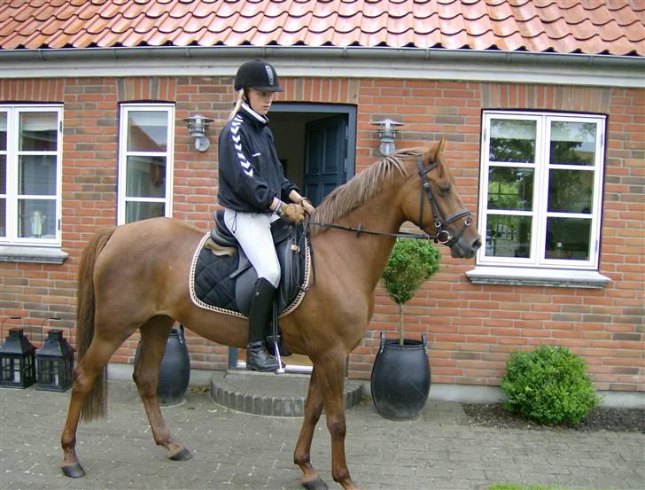 Tysk Sportspony Sina - SOLGT billede 6