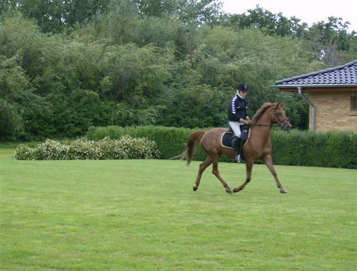 Tysk Sportspony Sina - SOLGT billede 7