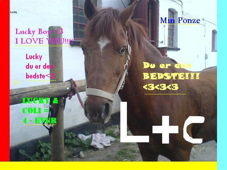 Anden særlig race Lucky Boy - L + C = LUCKY + COLI<3 billede 3