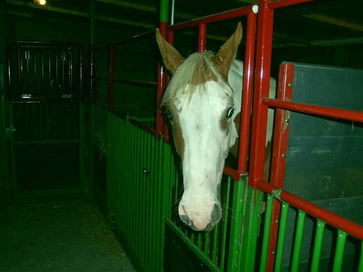 Anden særlig race Nikita<3 Solgt billede 1