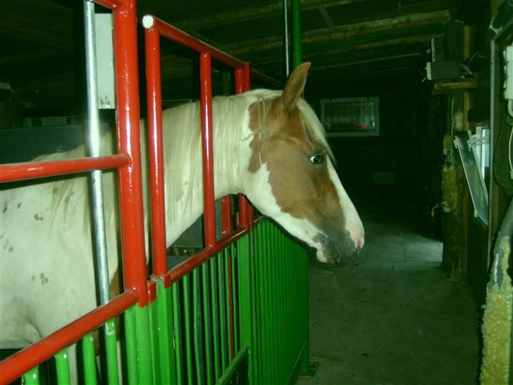 Anden særlig race Nikita<3 Solgt billede 2