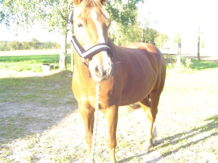 Anden særlig race rocky balboa (himmelhest) - her er et lækkert sommerbilled af min superpony 3 billede 2
