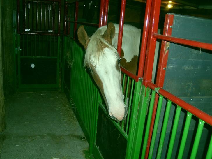 Anden særlig race Nikita<3 Solgt billede 3