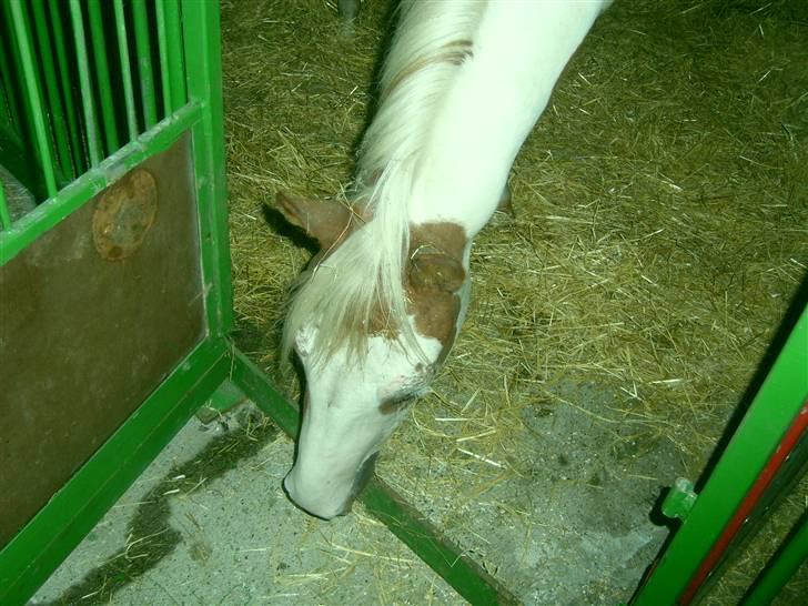 Anden særlig race Nikita<3 Solgt billede 4