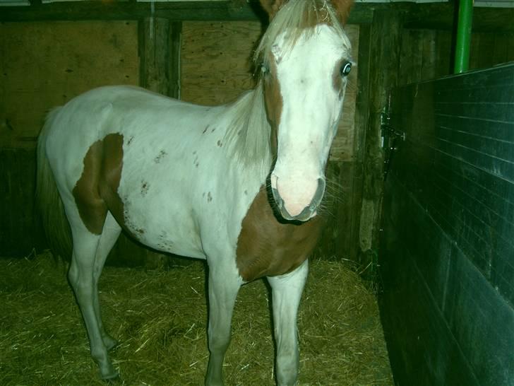 Anden særlig race Nikita<3 Solgt billede 5