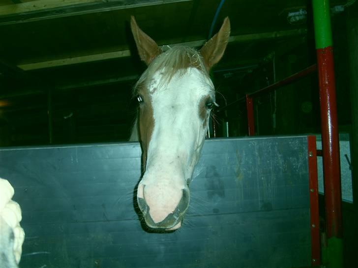 Anden særlig race Nikita<3 Solgt billede 6