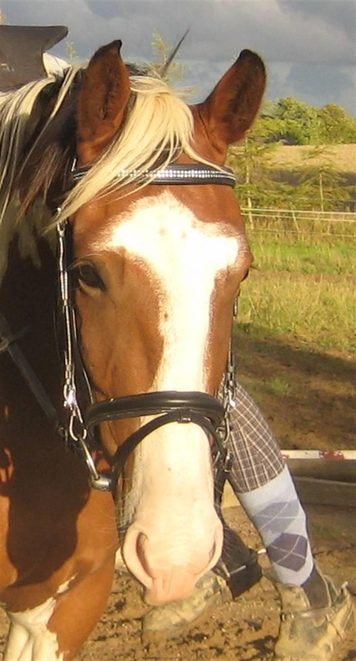 Pinto Bastogne - Søde Bastogne (: billede 12