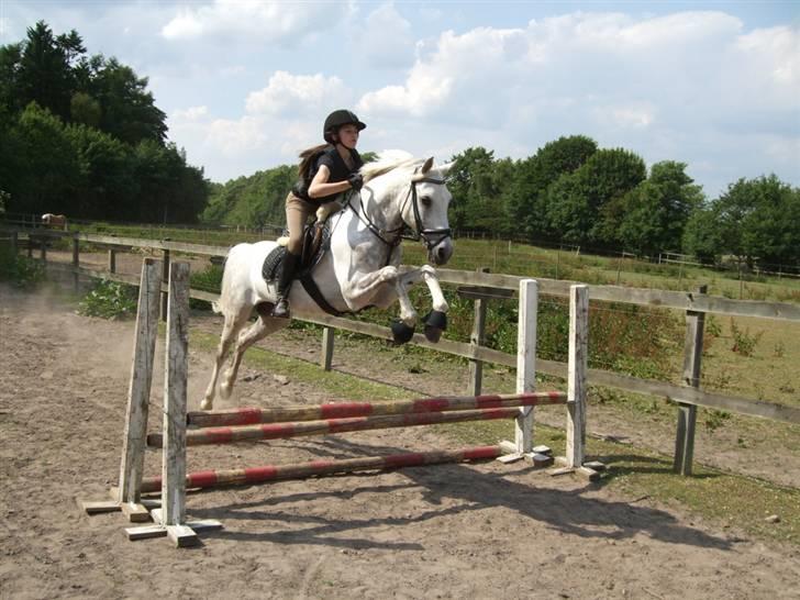 Hollandsk Sportspony Ivar van Hillegersberg<3  - Elsker bare det billede!<3 (:  billede 13