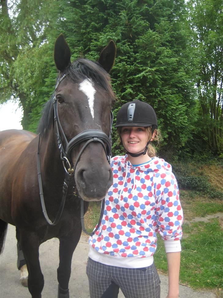 Dansk Varmblod Santos <3  billede 15