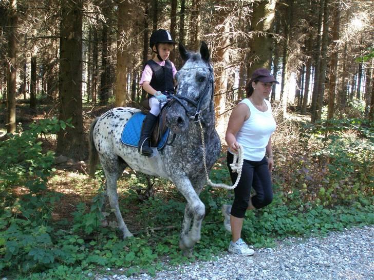 Appaloosa Benno billede 15