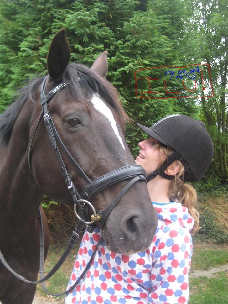 Dansk Varmblod Santos <3  billede 16