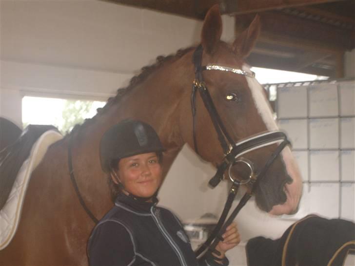 Hollandsk Varmblod Zunita billede 11