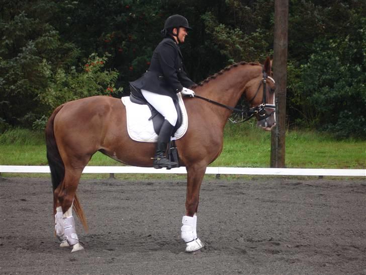 Hollandsk Varmblod Zunita billede 12