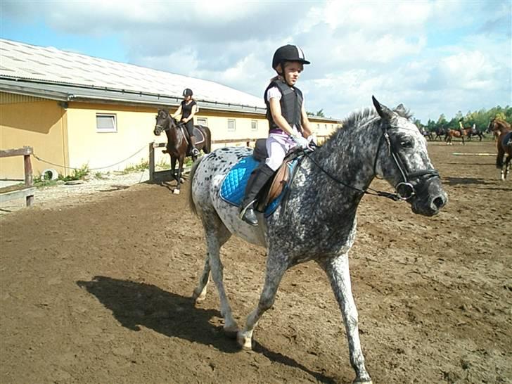 Appaloosa Benno billede 16