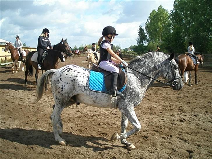 Appaloosa Benno billede 17