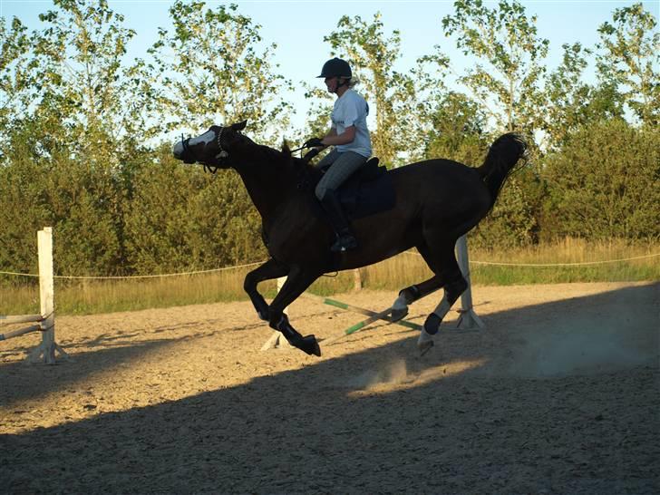 Dansk Varmblod Quadrifóglio - Vi prøver på at flyve:P billede 7