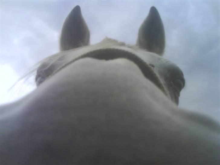 Arabisk fuldblod (OX) Progres billede 13