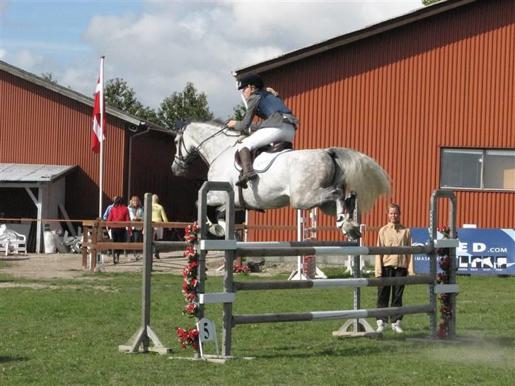 Tysk Oldenburger Cyro billede 12