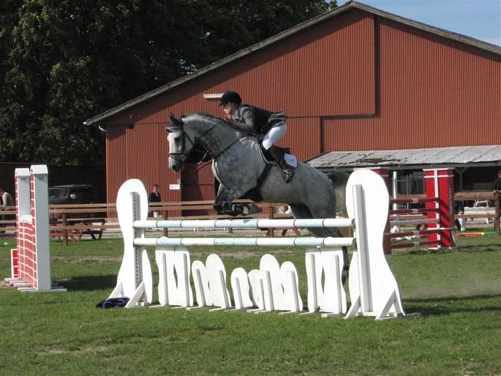 Tysk Oldenburger Cyro billede 13