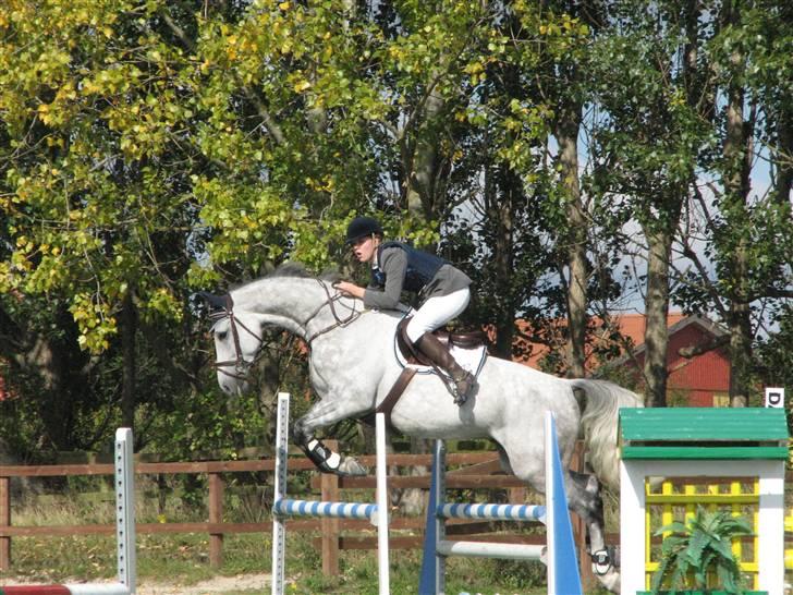 Tysk Oldenburger Cyro billede 14