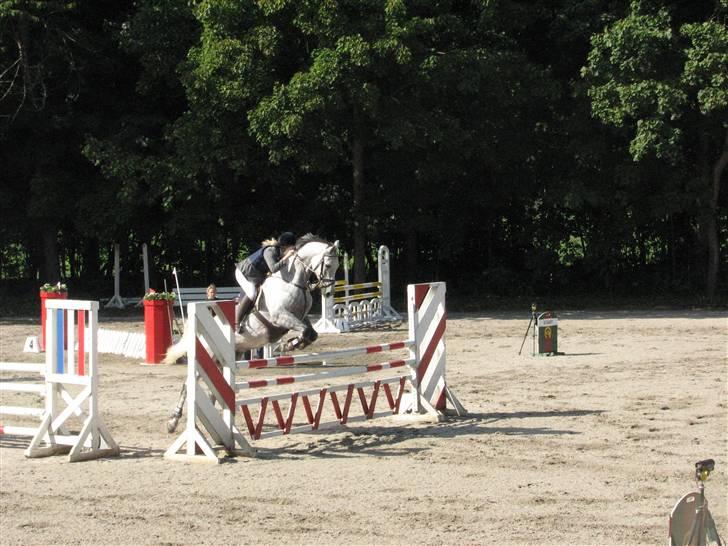 Tysk Oldenburger Cyro billede 15