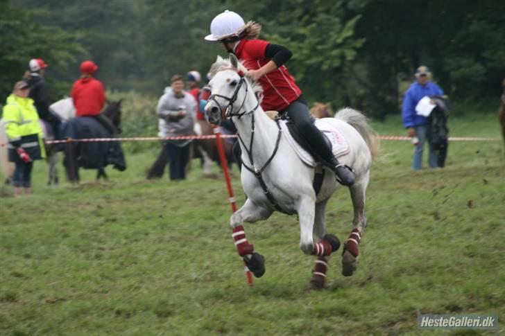 Welsh Pony (sec B) Alexander billede 19