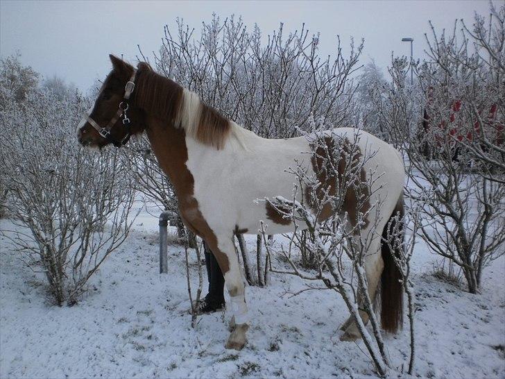 Anden særlig race Fjuri  SOLGT ;( billede 5