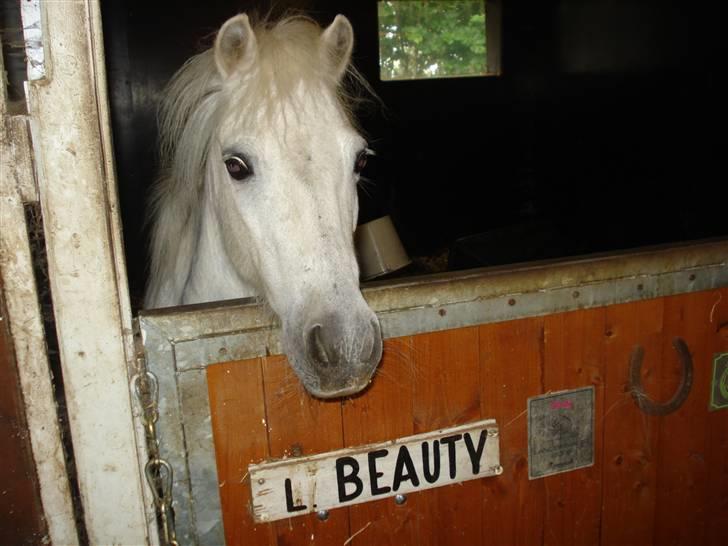 Anden særlig race Lille Beauty billede 5